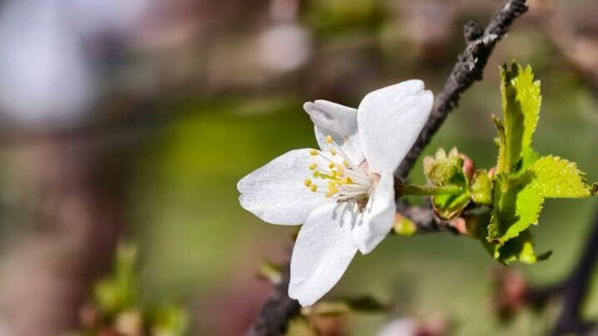 В Москве раскрылись первые цветки сакуры в Аптекарском огороде