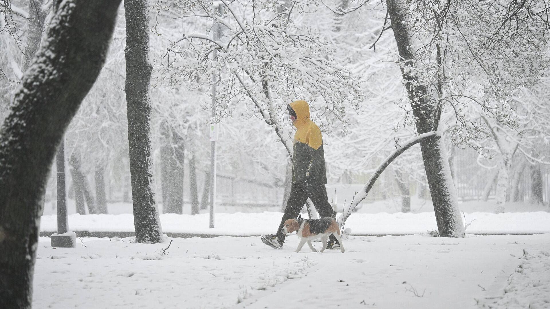 Пик снегопада в Москве пройден, рассказал синоптик
