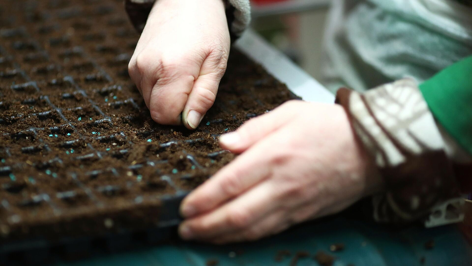 Посевной календарь на февраль 2026: удачные дни для посадки разных культур