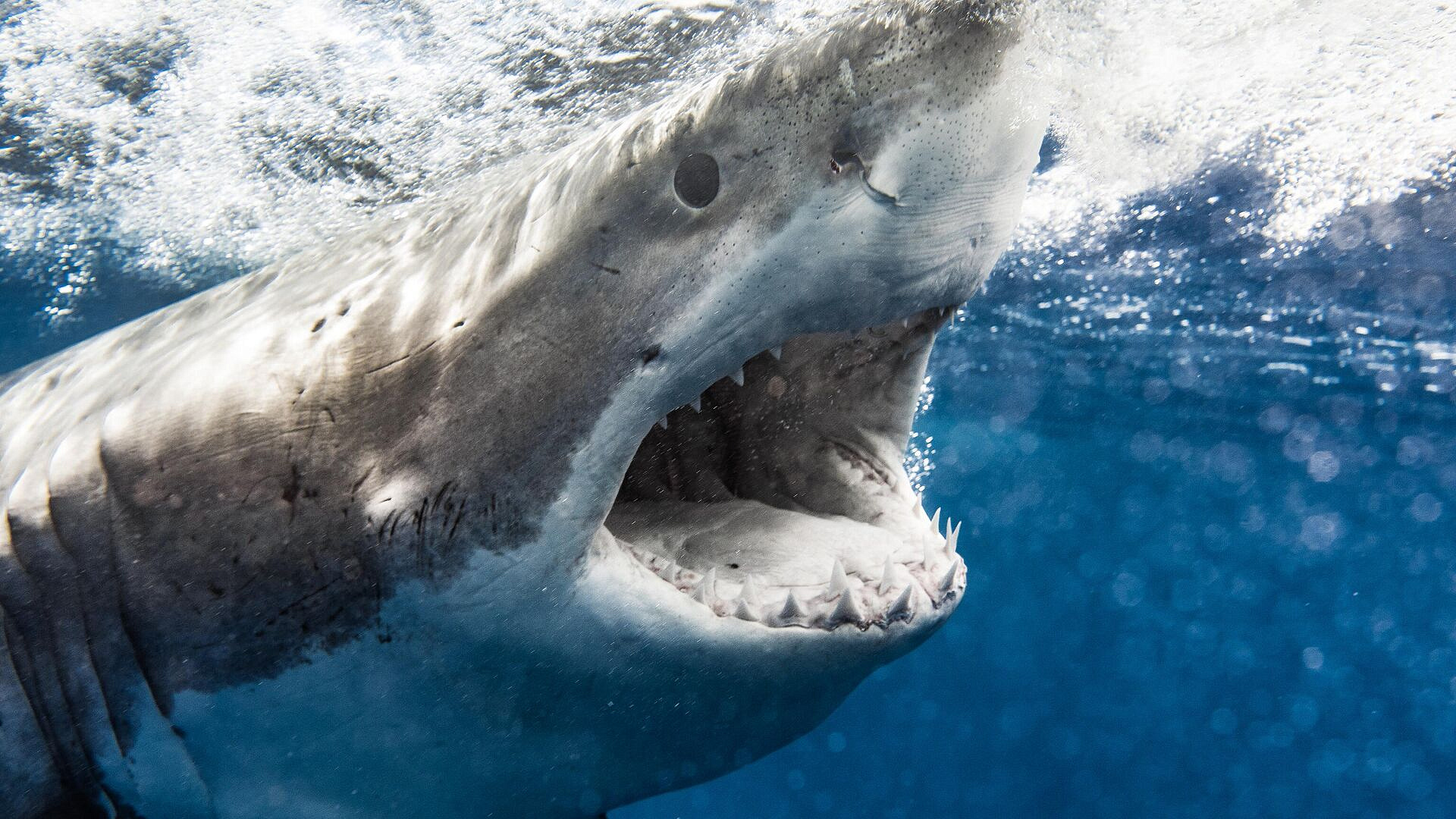 � ��� ����� ������ �� ������������� ��������