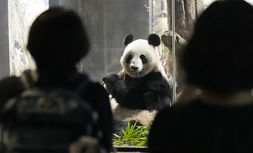 Последние в Японии гигантские панды уехали в Китай