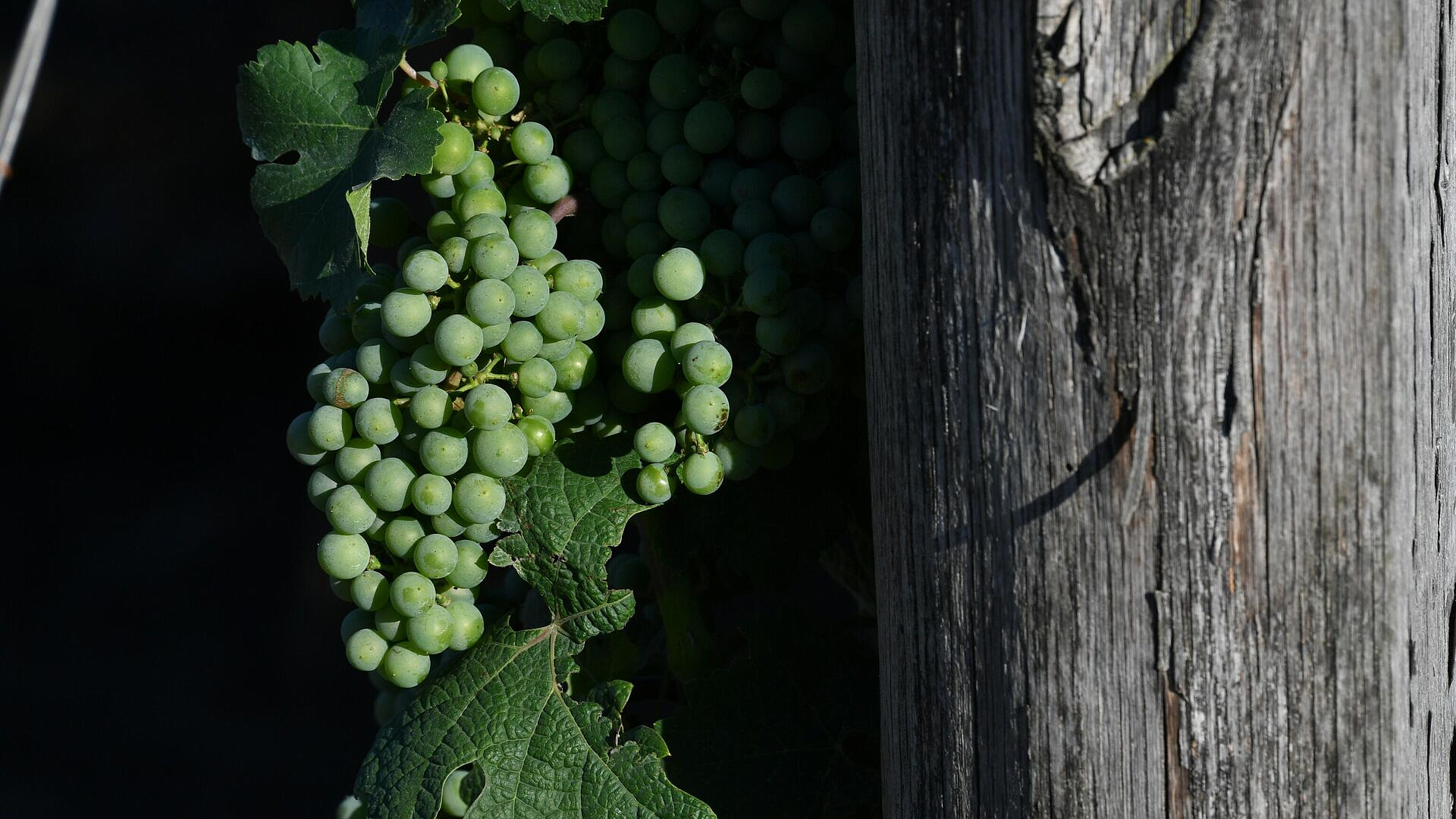 Российское вино продали на аукционе за рекордные 750 тысяч рублей