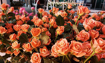 Нидерланды, Колумбия и Эквадор стали мировыми лидерами цветочного экспорта