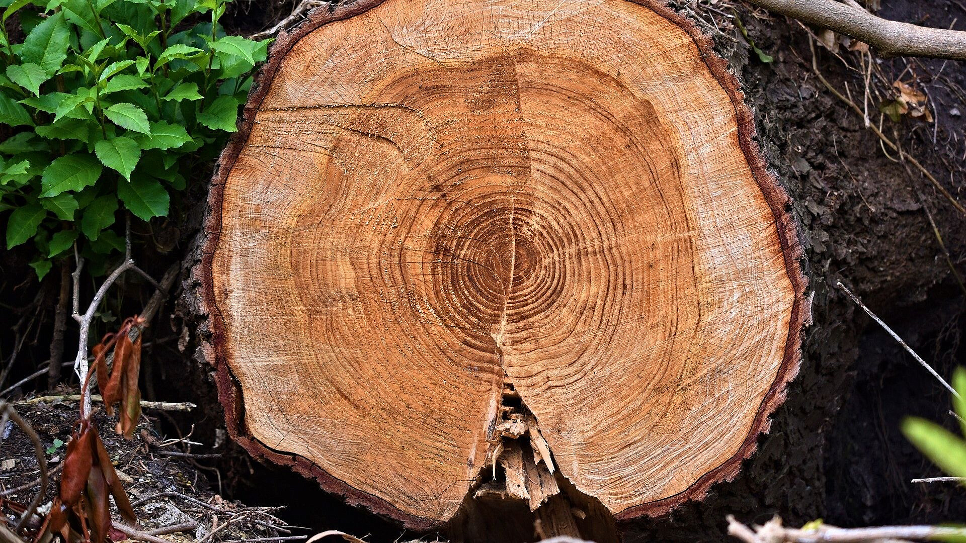 � ������� ������������ � ������� �� ������� �������� �� ����