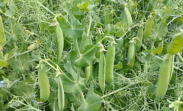 Российский экспорт гороха в 2023 году вырос в 2,6 раза