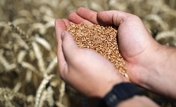 Снегопады на юге России не навредили озимым, заявила глава Минсельхоза