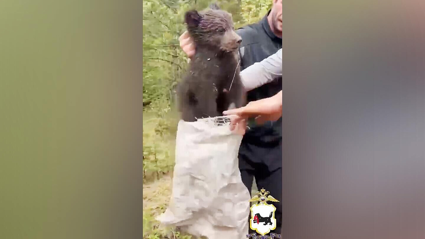 В Иркутской области поймали упавшего с дерева медвежонка