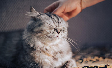 В Карелии назвали плюсы и минусы сна с кошками