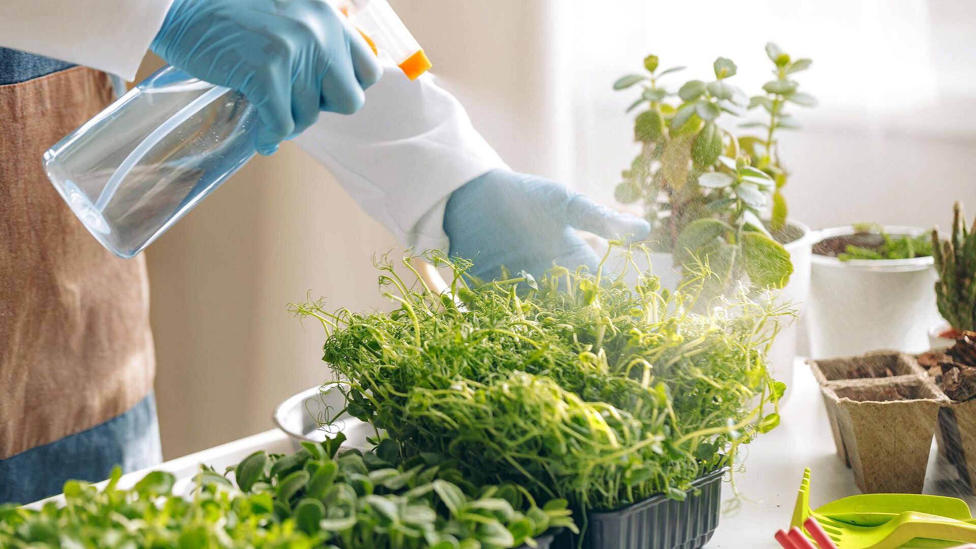 ������ ��������� � ���� �������������� ��������� � ������� ���������