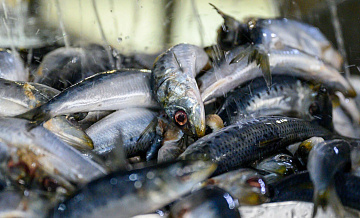 Правительство упростит правила работы рыбохозяйственных организаций