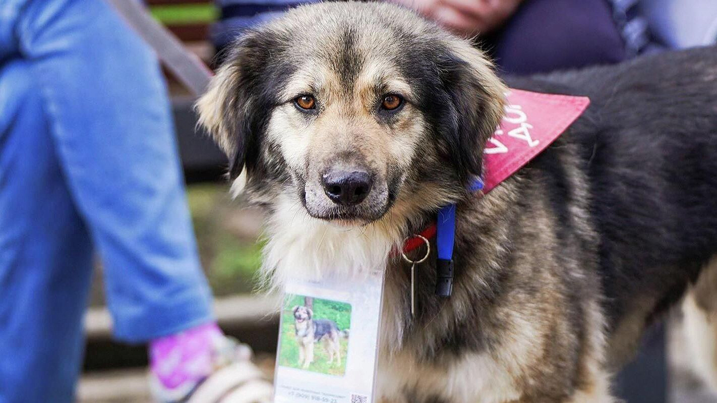В Москве с 16 по 19 апреля пройдет выставка питомцев, ищущих дом