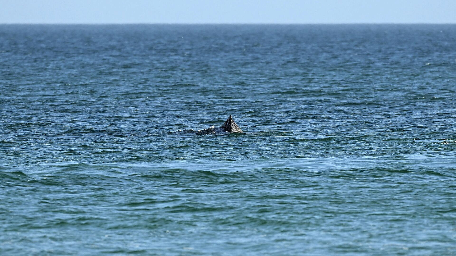Кит, застрявший ранее на мелководье в ФРГ, чувствует себя лучше