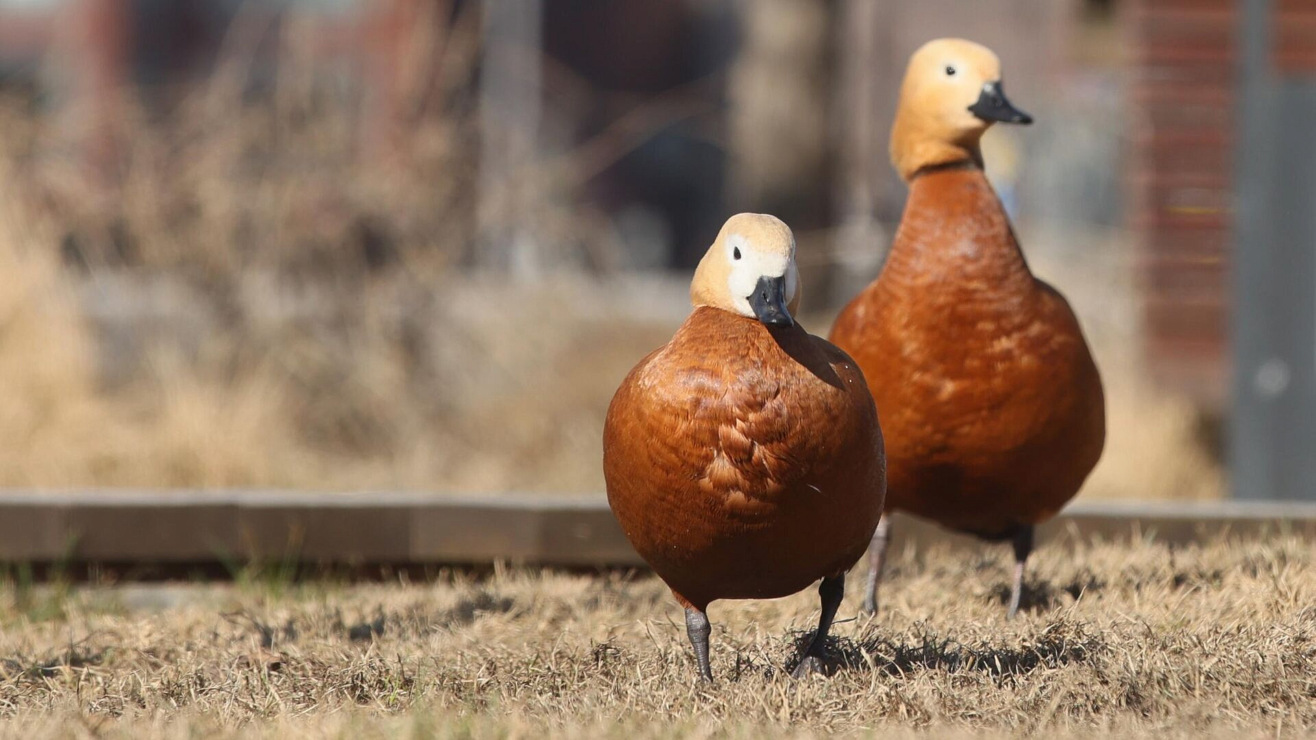 � ���������� ������ ������� ���������-��������� ������ � ����