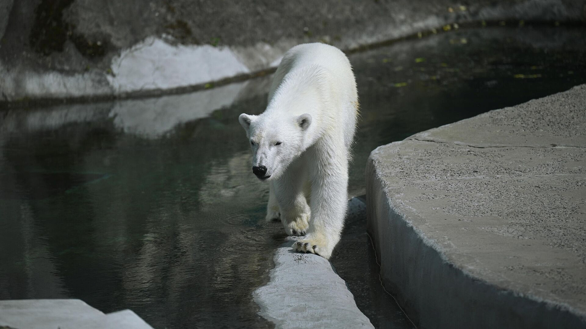 Медведям из Московского зоопарка вручили подарки в честь Дня белого медведя