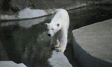 Медведям из Московского зоопарка вручили подарки в честь Дня белого медведя