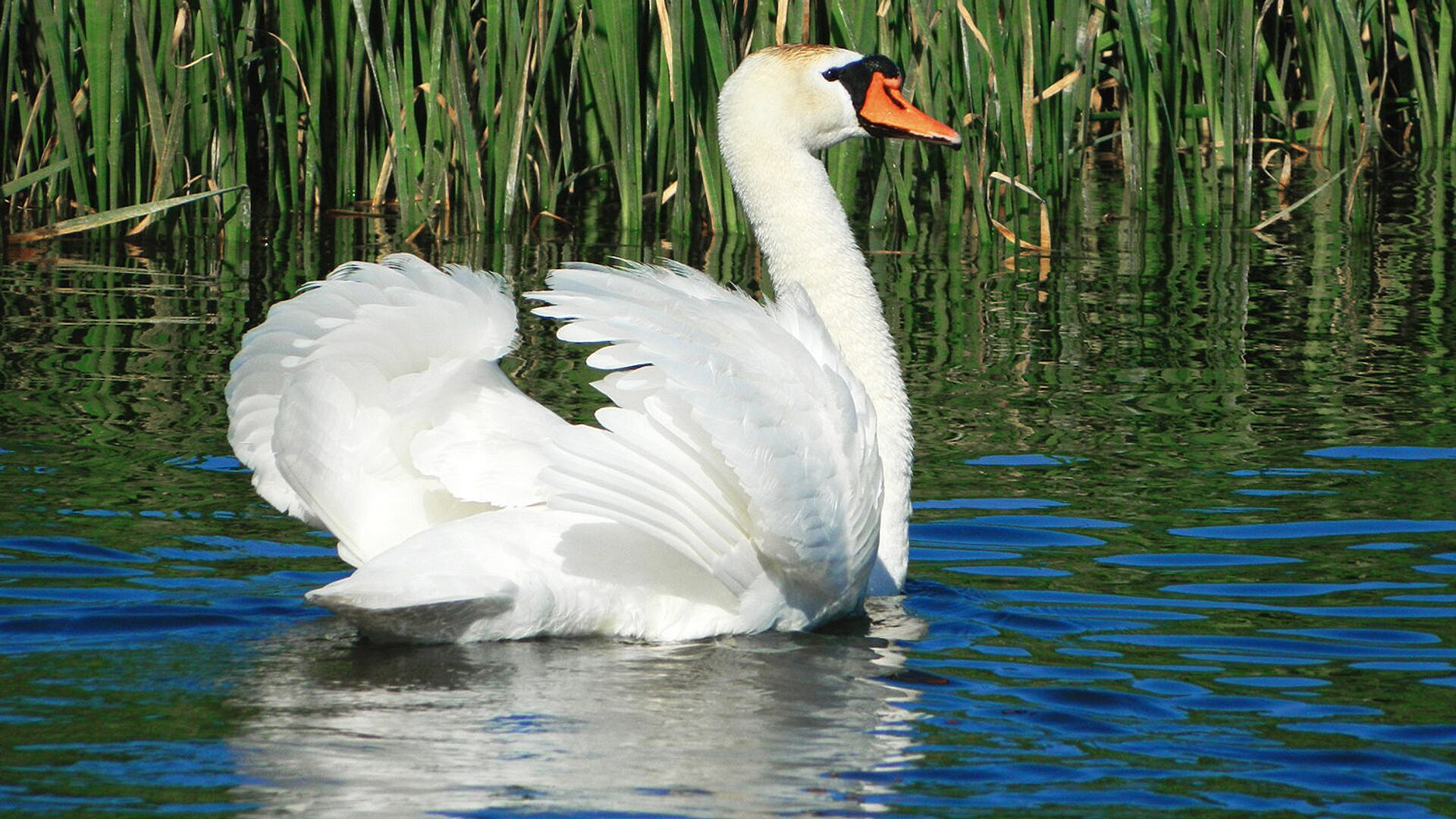 ��� �������� ��������� ��������, ��������� �������-�������