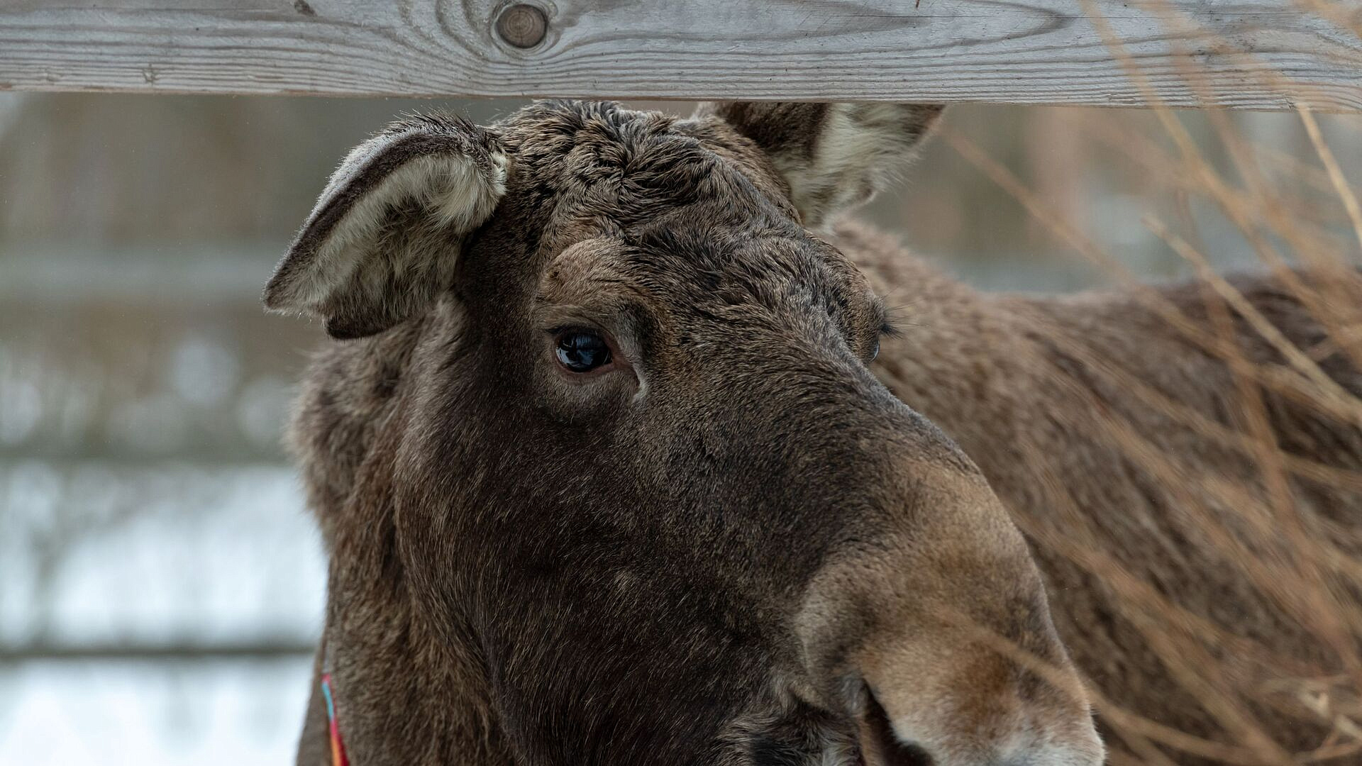 Лоси и косули в московских лесопарках начали отращивать новые рога