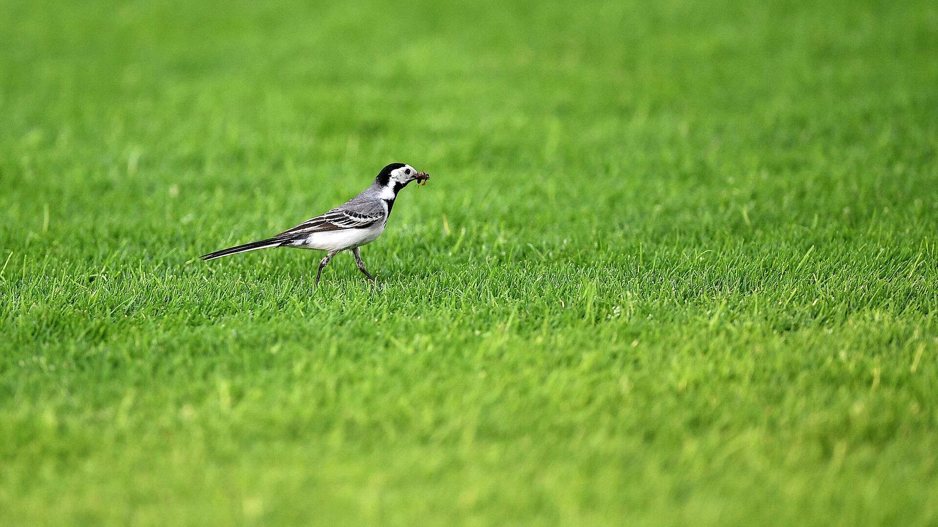 Пермские депутаты установили требования к местным газонам