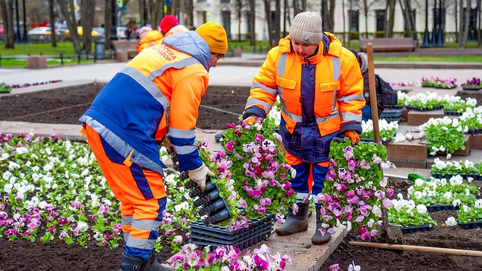 В Москве высадили саженцы виолы на клумбы