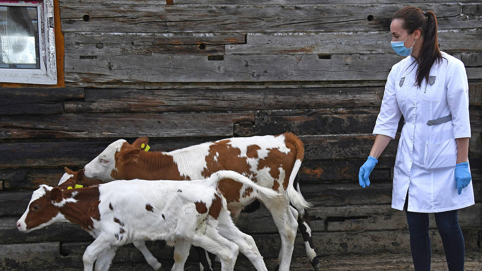 Минсельхоз рассказал о ситуации с ветеринарными препаратами