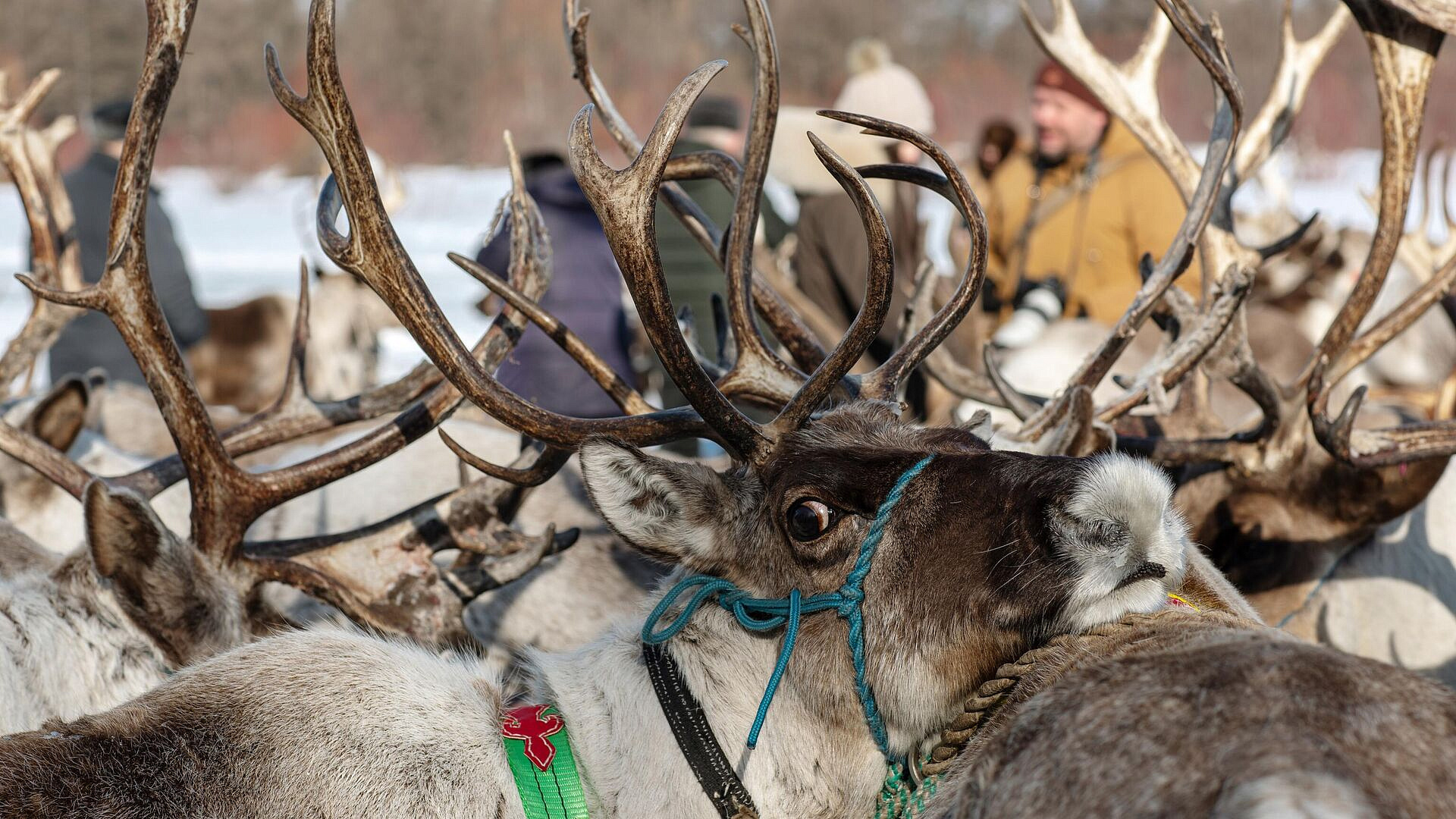 ����������� �� ��� "������� �������" ������ ����� ���������� �� �����