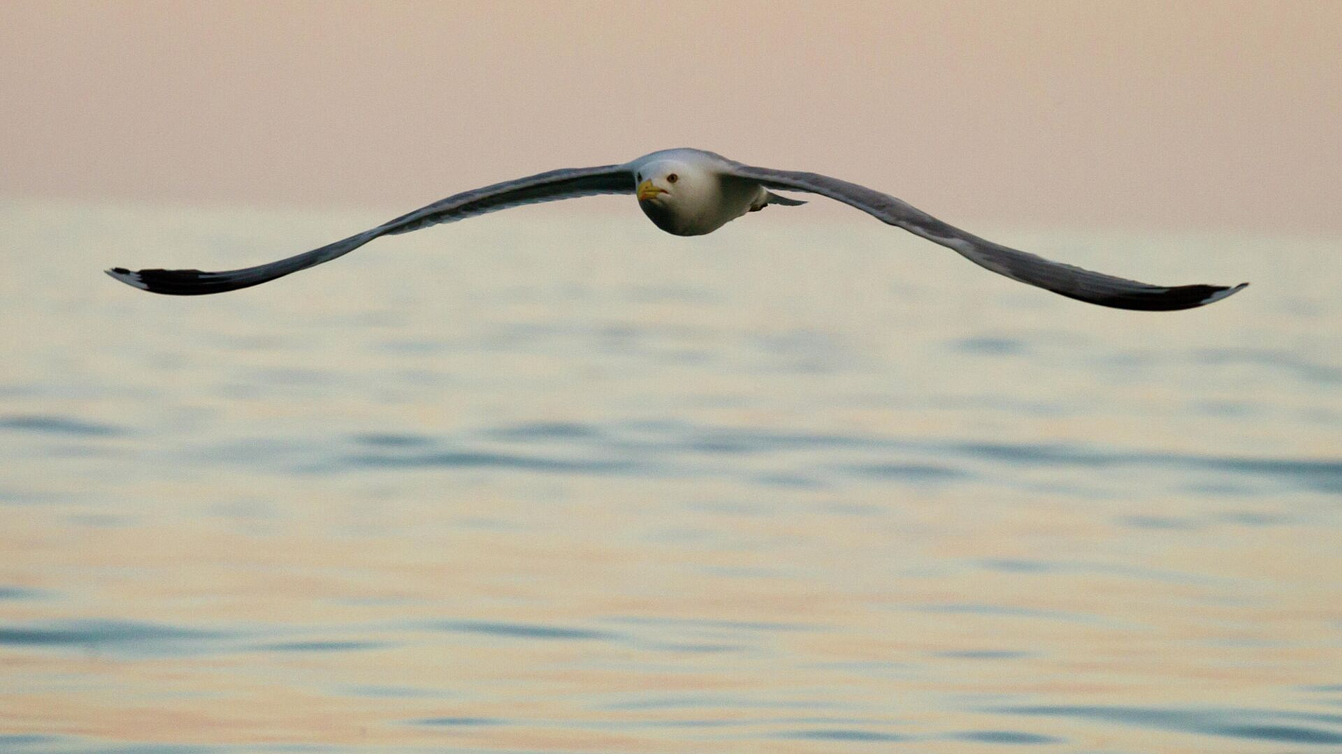 Футболисты сделали массаж сердца чайке, сбитой мячом на матче в Стамбуле