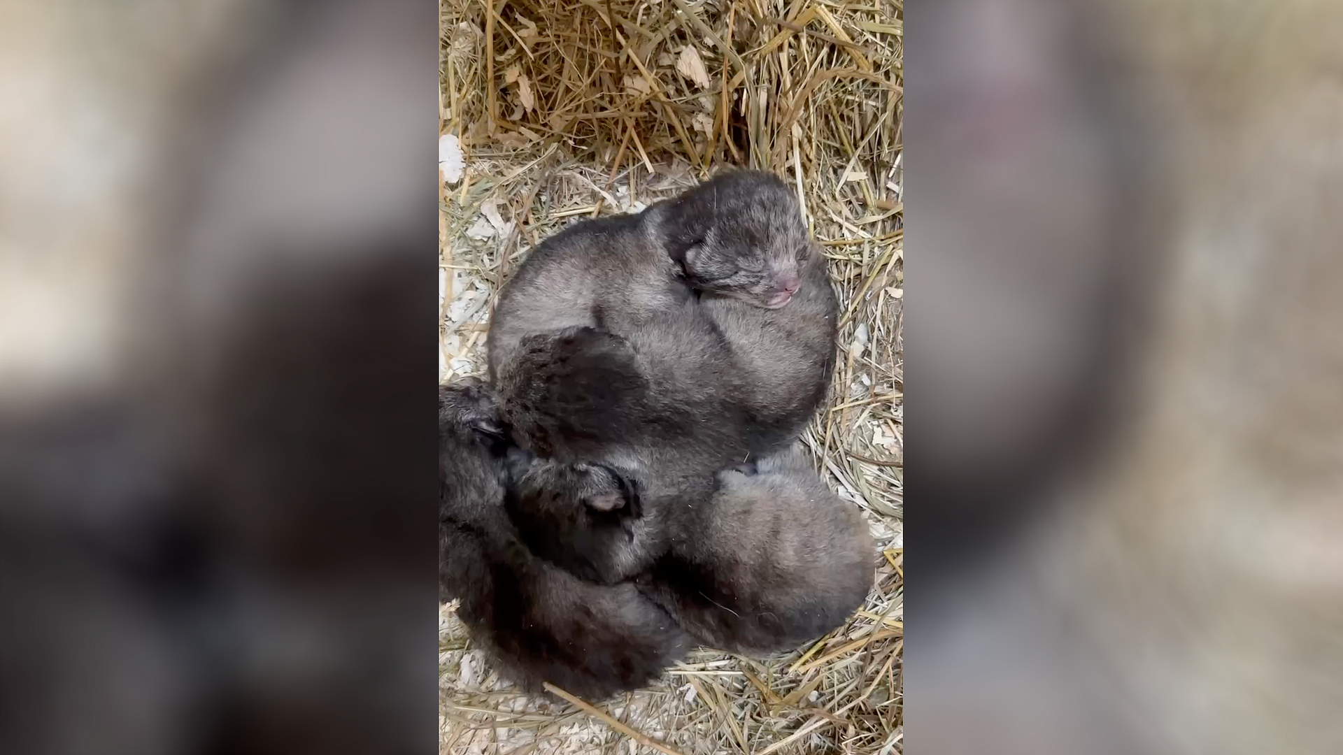 В Ленинградском зоопарке родились четыре детеныша манула