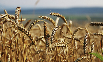 Путин назвал ведущие позиции в экспорте России в Китай