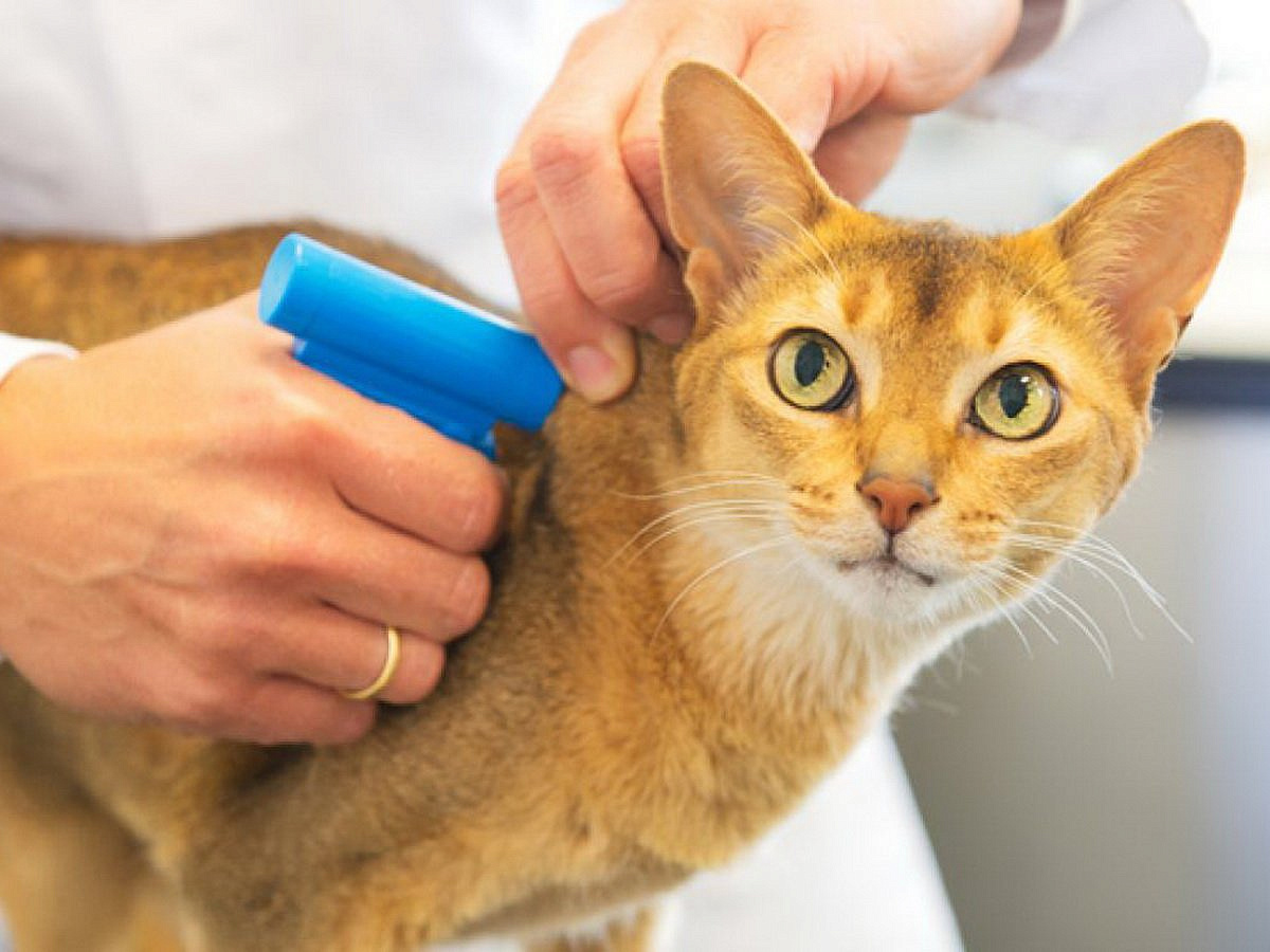 ������� �������� ����������� �������� ��������