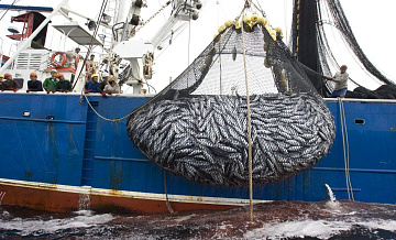 Россия начала продавать в Европу почти на 19 процентов рыбы