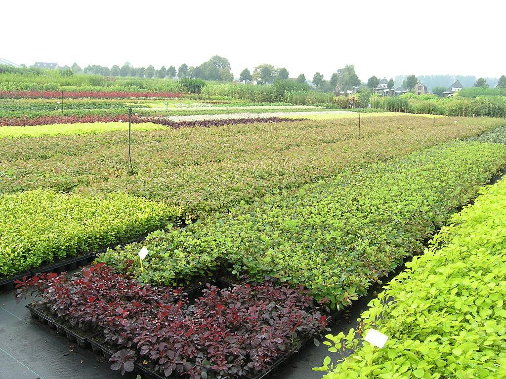 В России ограничили ввоз  посадочного зерна из Нидерландов