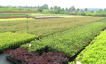 В России ограничили ввоз  посадочного зерна из Нидерландов