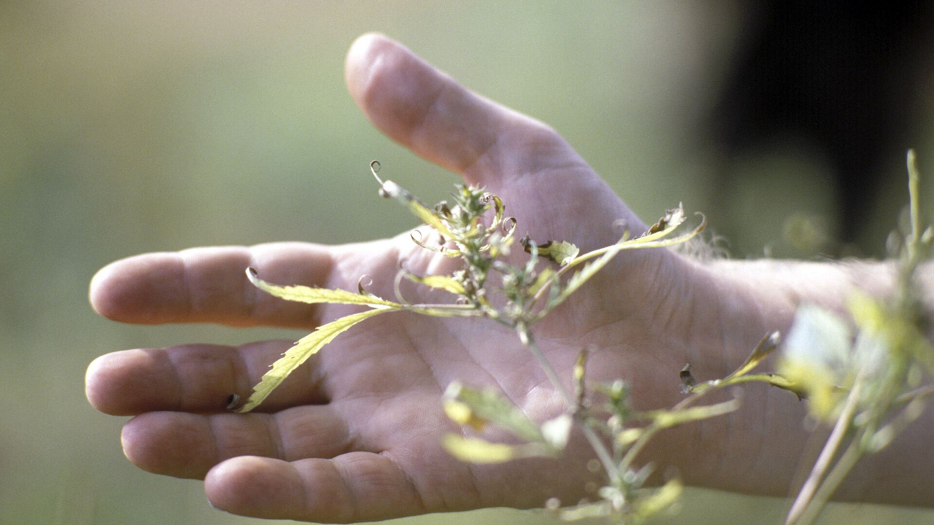 Юрист назвал растения, за выращивание которых может грозить тюремный срок