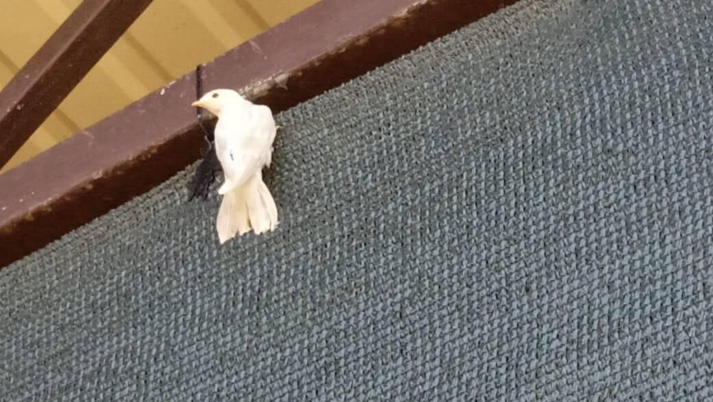 Редкая ласточка-альбинос поселилась во дворе жителя Ингушетии