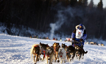 В Гренландии осудили приглашение посланника США на гонки собачьих упряжек