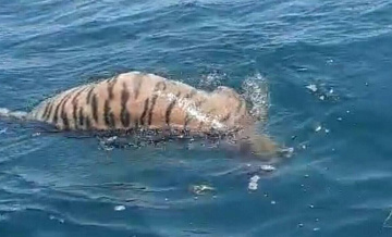 Во Владивостоке в море обнаружили тушу амурского тигра