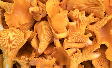 ЕС нарастил импорт лисичек из России