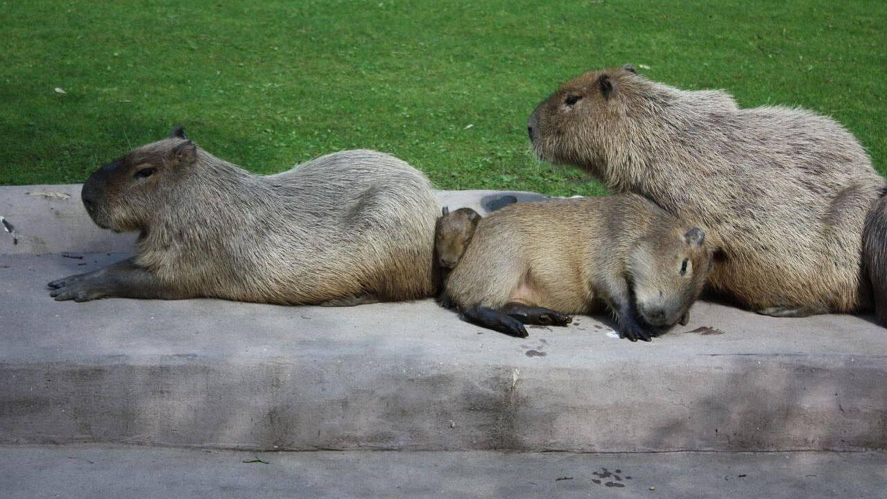 В Бразилии рассказали, чем грозит вывоз капибар