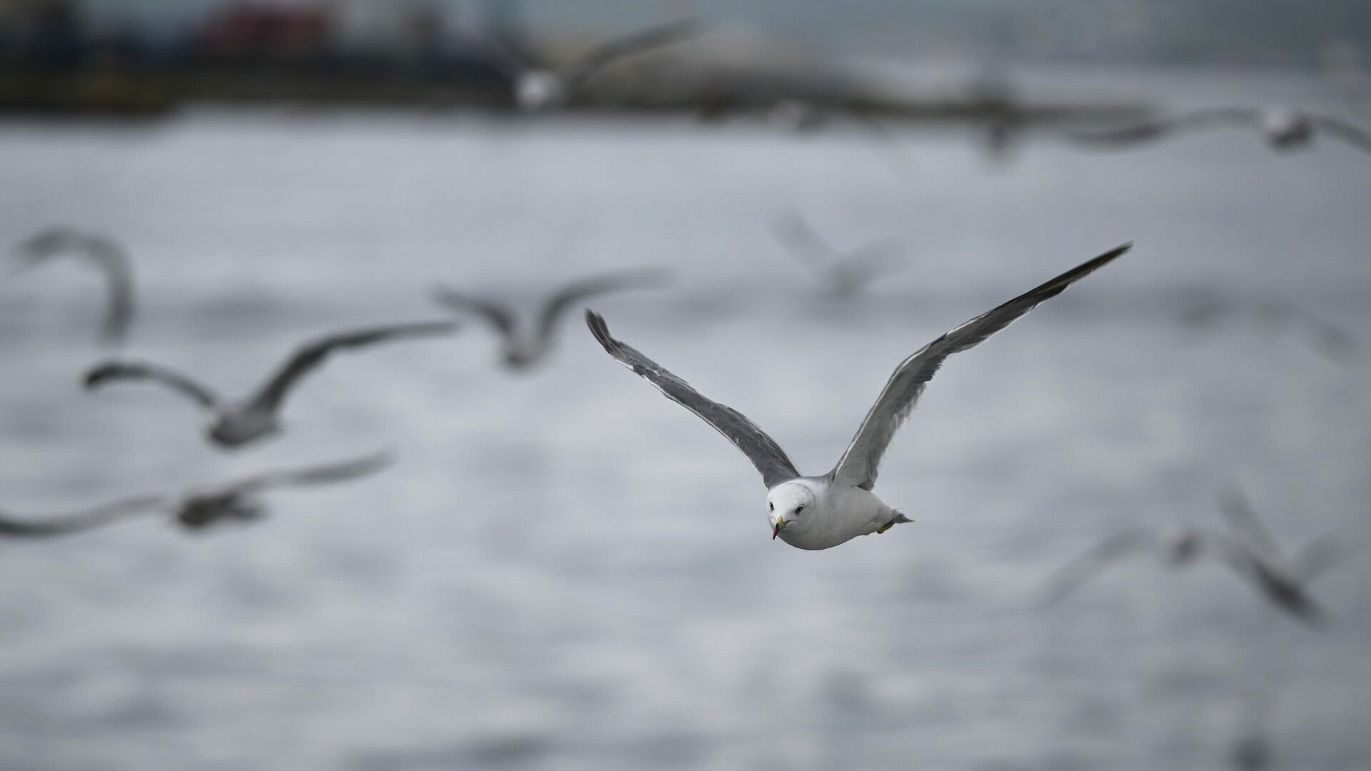 В Шотландии хотят провести саммит по проблеме агрессивных чаек