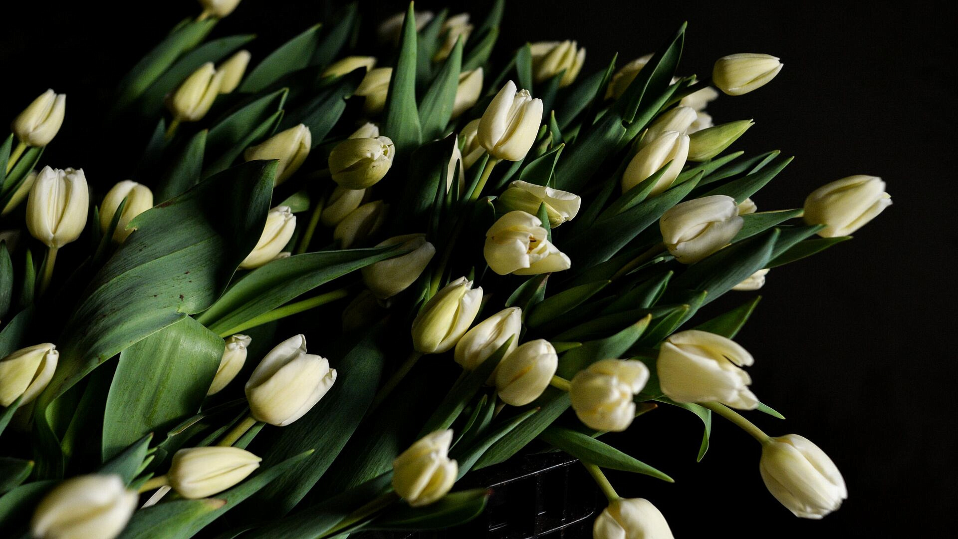 Врач рассказала, кому нельзя дарить тюльпаны