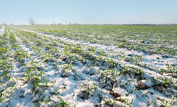 В России пересеют 500 тысяч гектаров