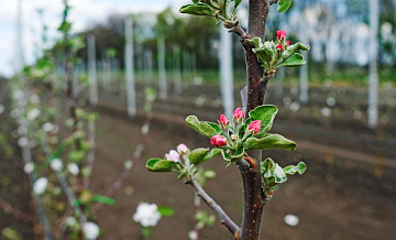 В Липецкой области погибла половина урожая плодово-ягодных культур