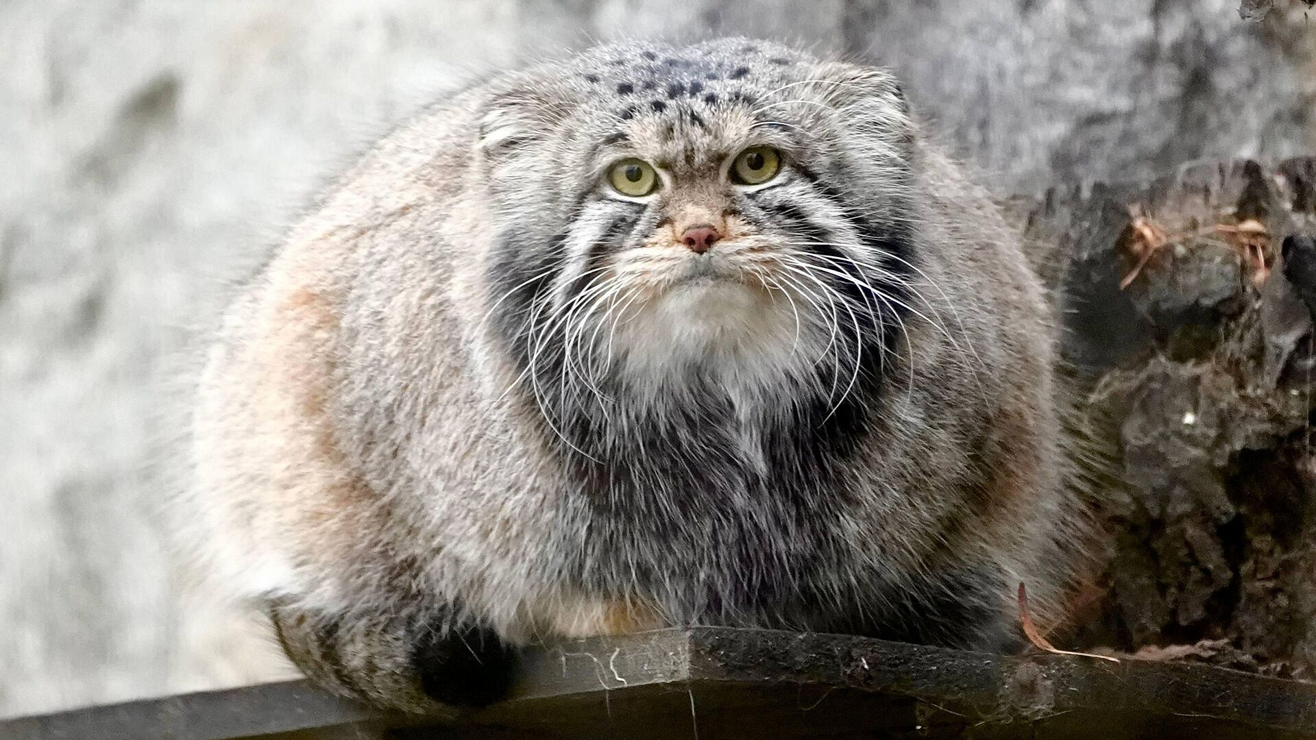 Манул Тимофей получил подарок в честь 162-летия Московского зоопарка