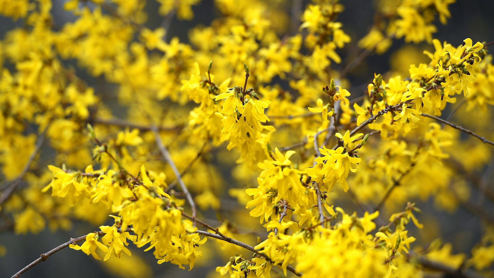 В Аптекарском огороде расцвел пасхальный куст