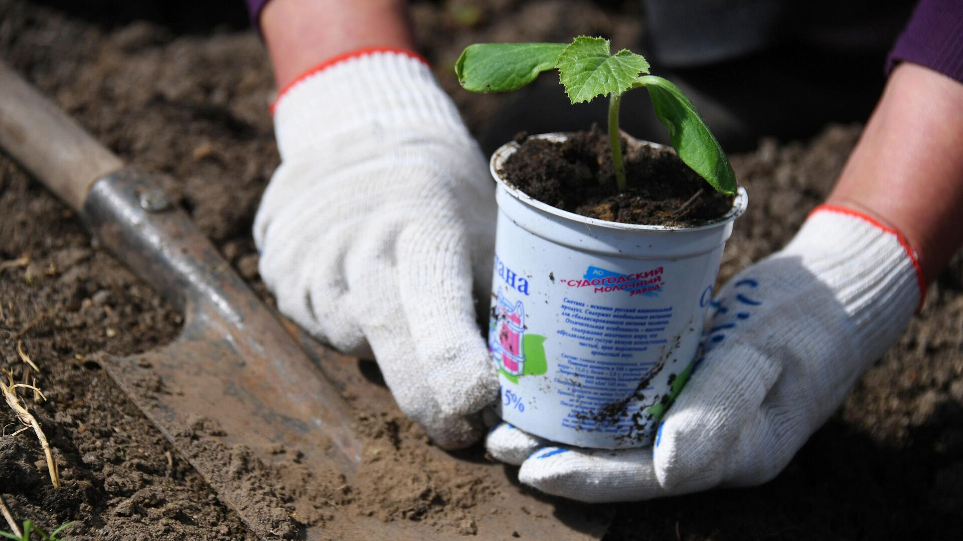 В Союзе садоводов рассказали, когда начинать высаживать рассаду