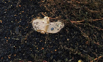 � �������� ������ ����� � ����������� ���� "��������" 