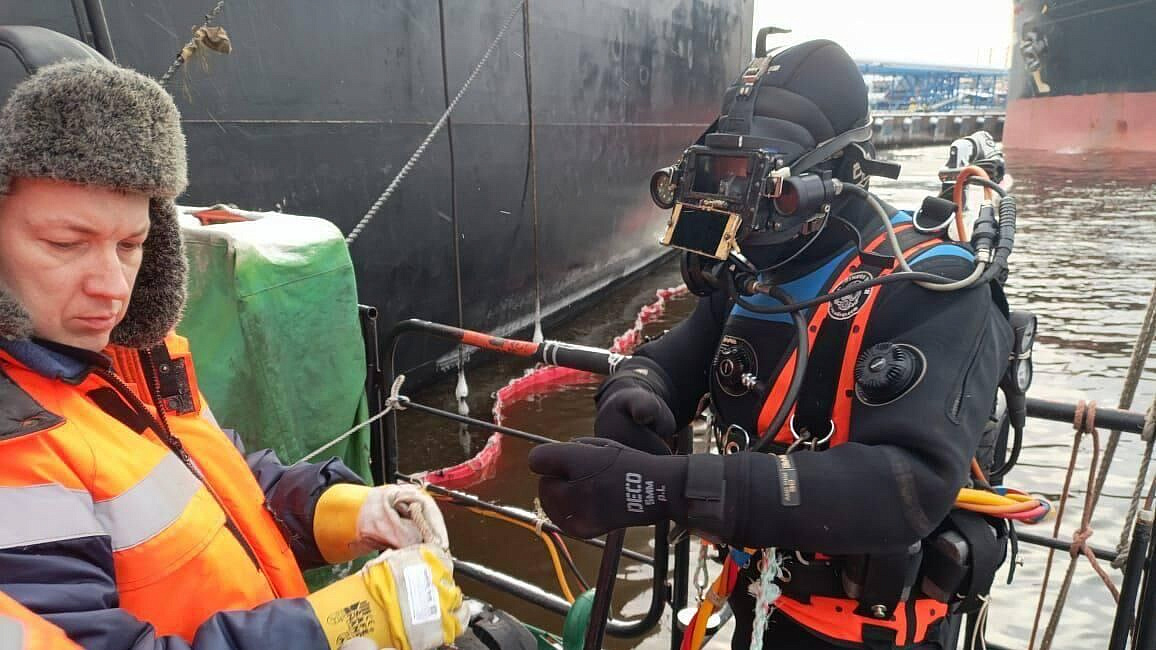 ������������ ������� ������� Koala ���������