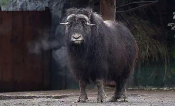 ��������� �������� ��������� � �������������� ������� ����������� ��������