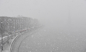 Ученый рассказал, какие животные страдают из-за снегопадов