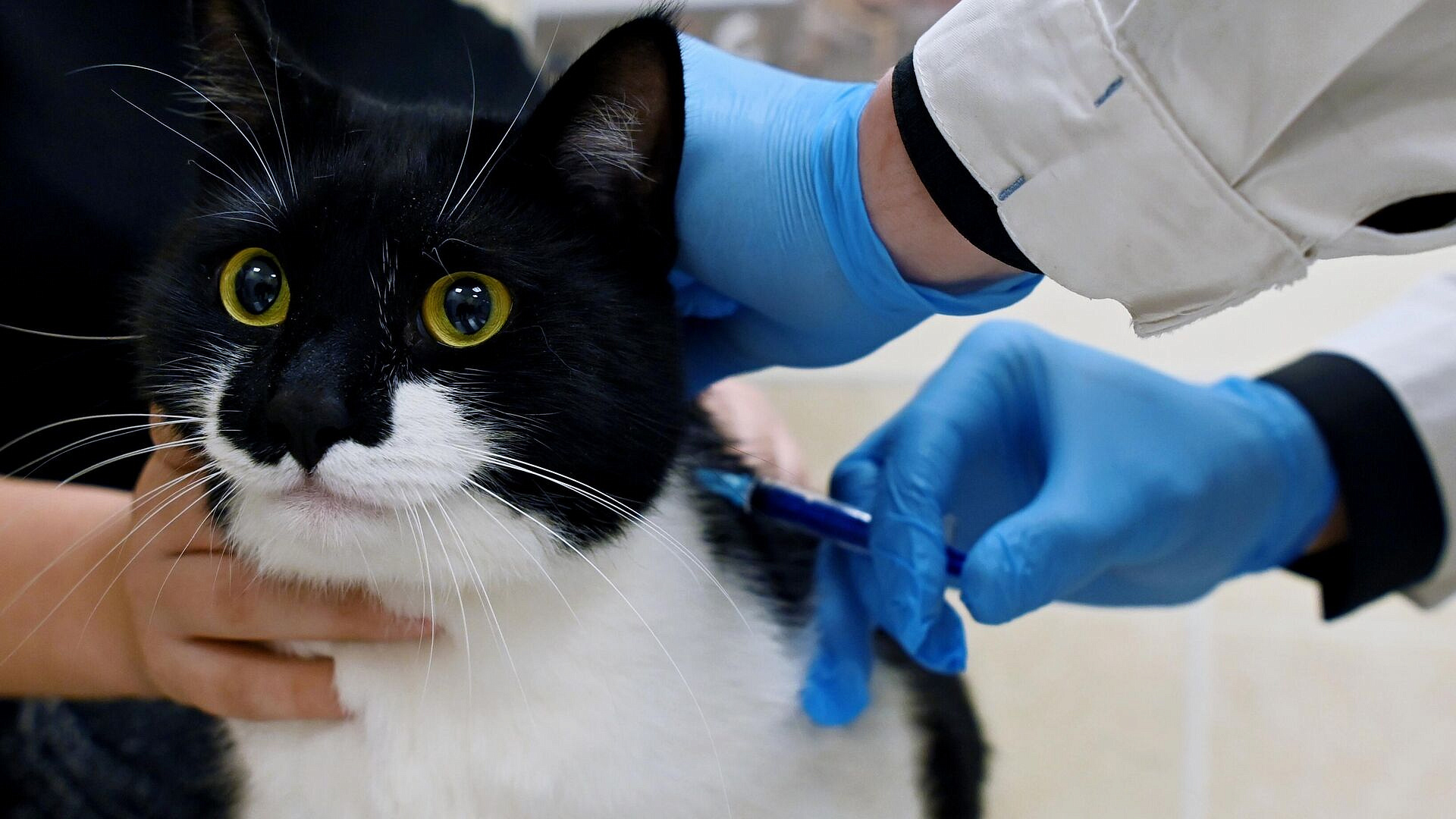 Ветврач рассказала, какие прививки сделать питомцу перед дачным сезоном